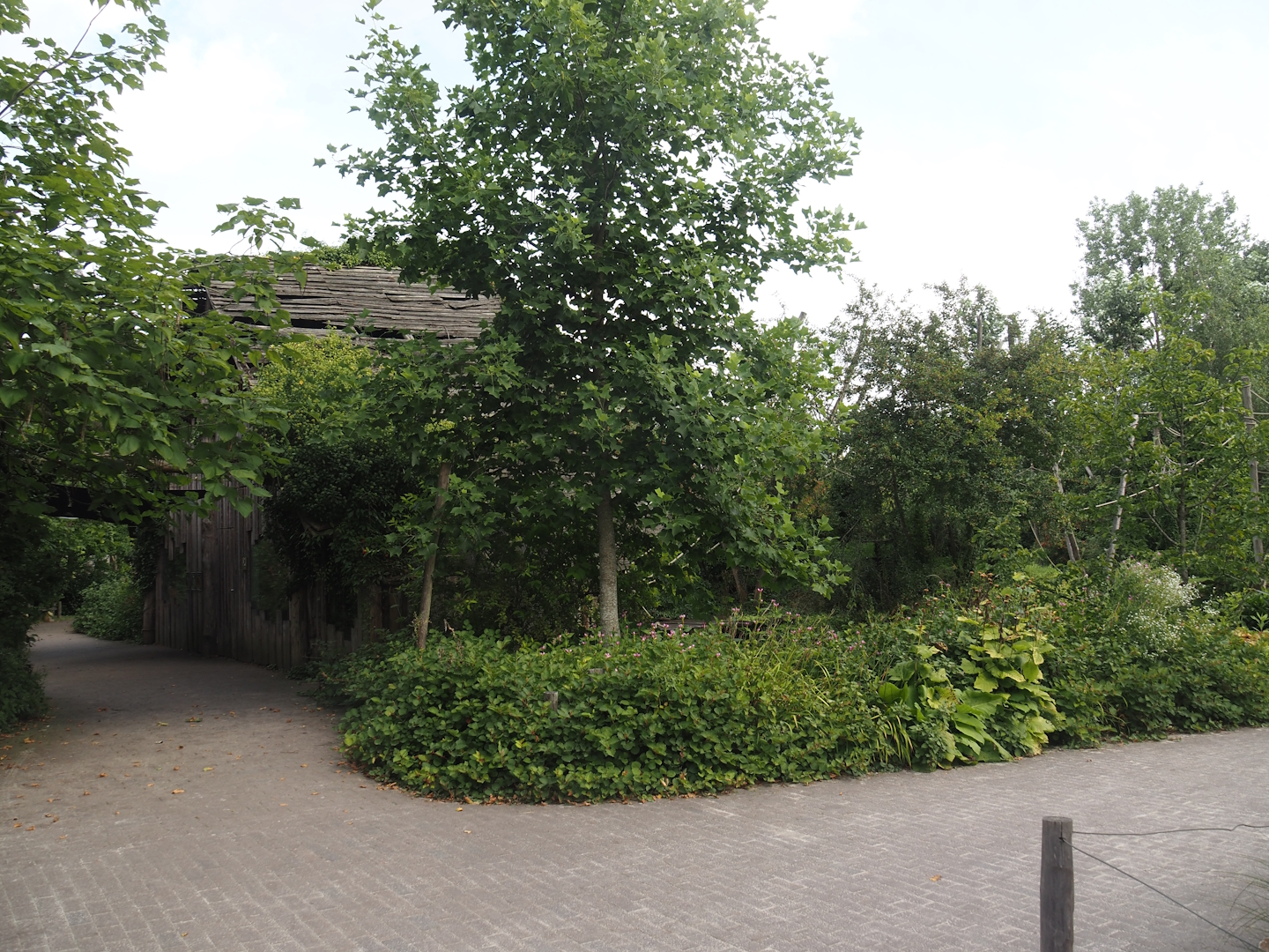 Walkways next to Geoffroy's marmoset, Golden lion tamarin and White-faced saki island and house, 2024-08-21