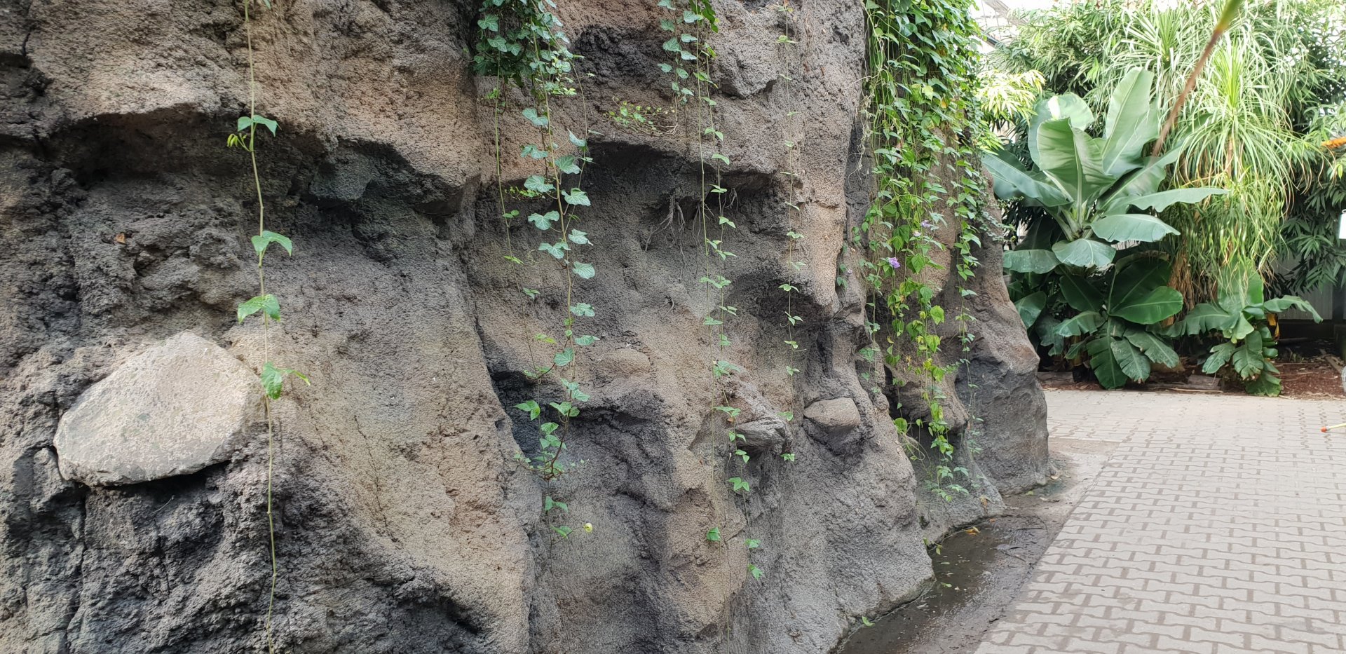 Wall around Caiman-enclosure