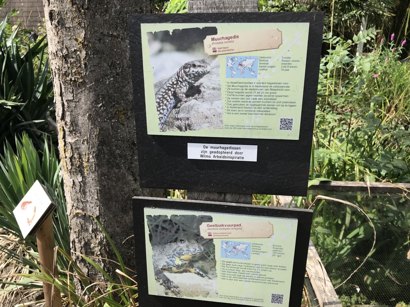 Wall lizard and yellow-bellied toad