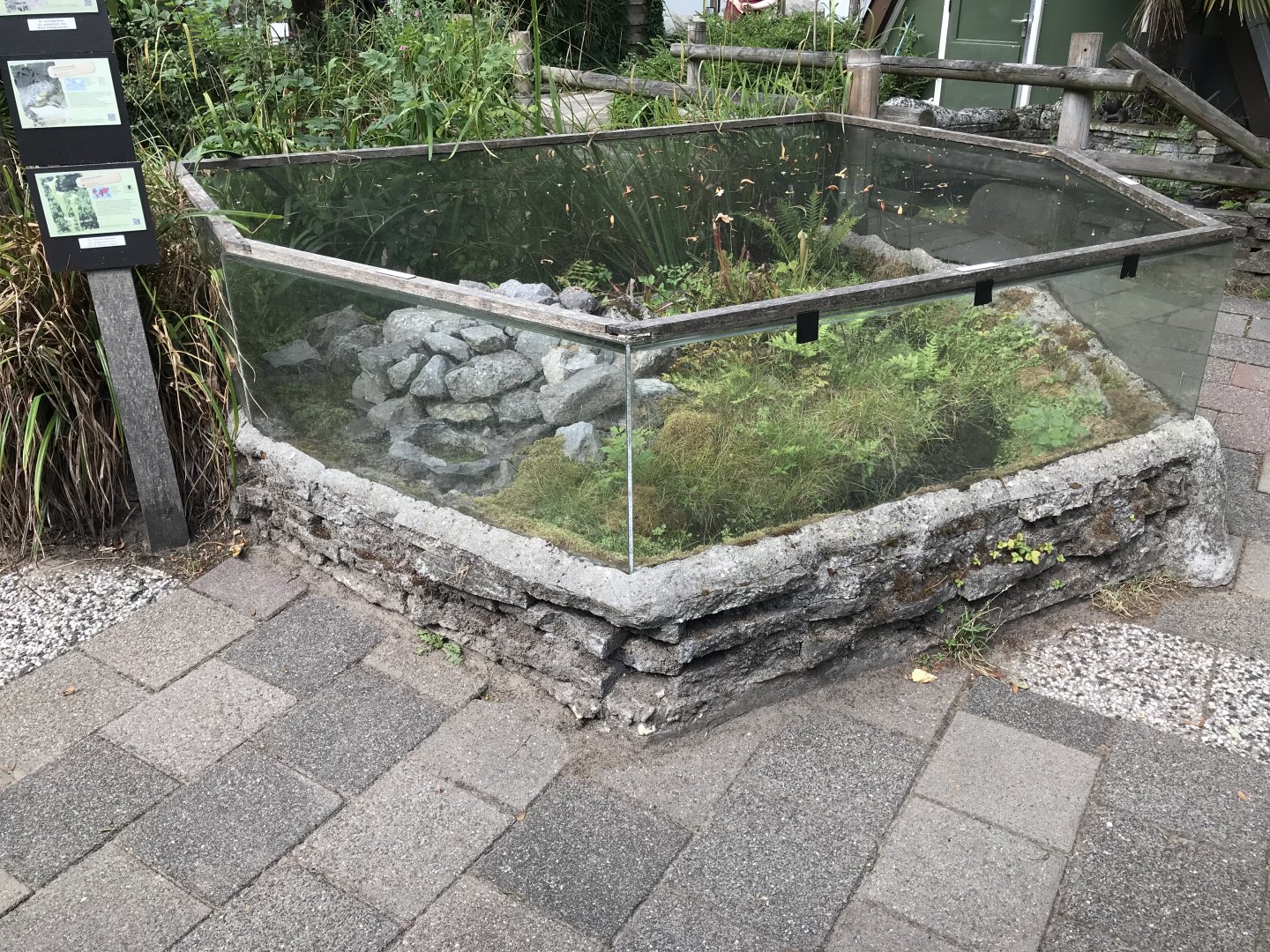 Wall lizard and yellow-bellied toad