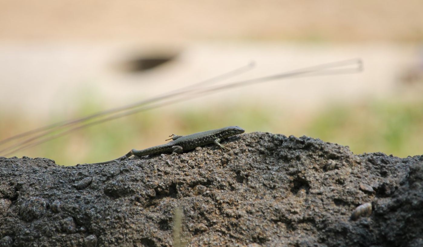 Wall lizard in front of elephant exhibit