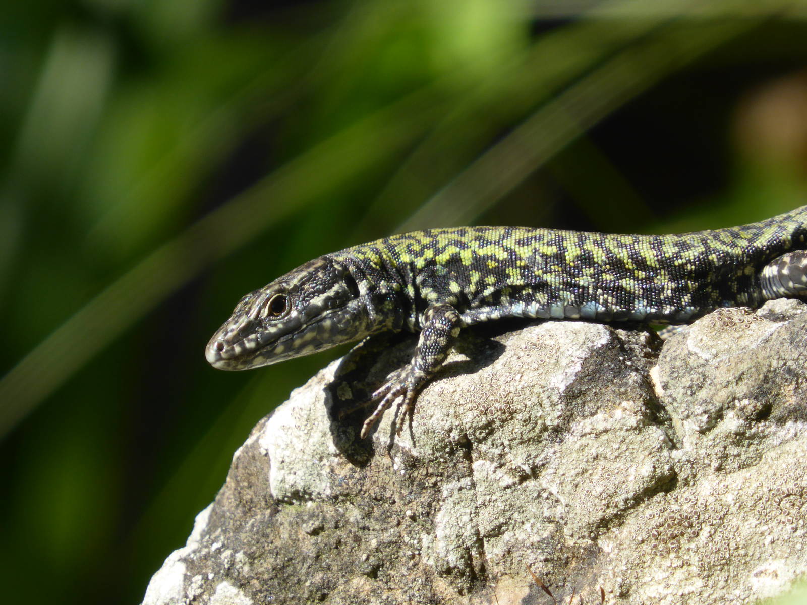 Wall lizard