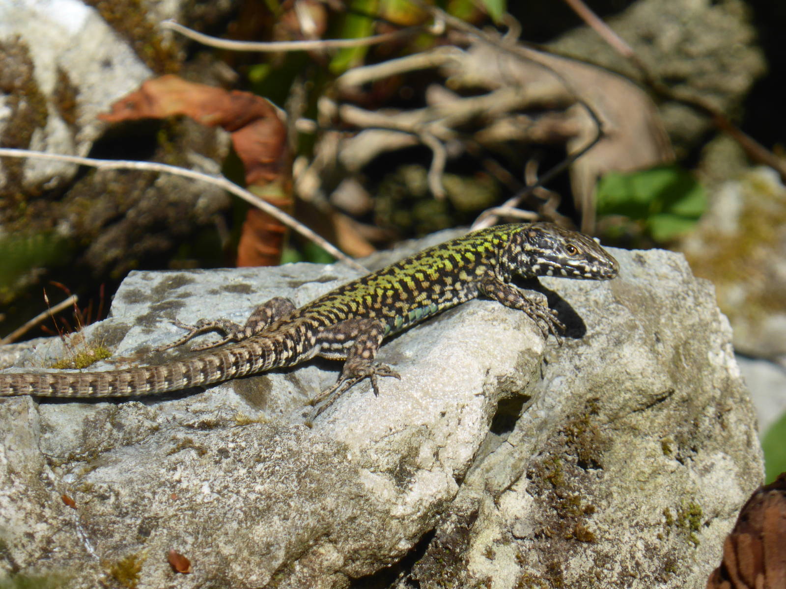 Wall lizard