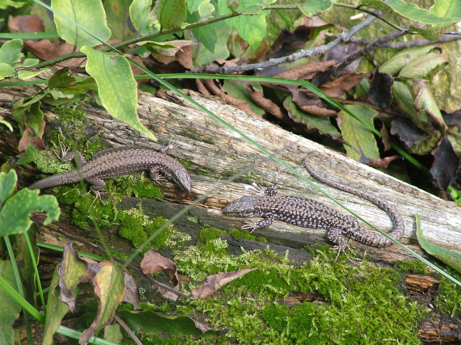 Wall Lizards at Opel-Zoo Kronberg, 30/08/10