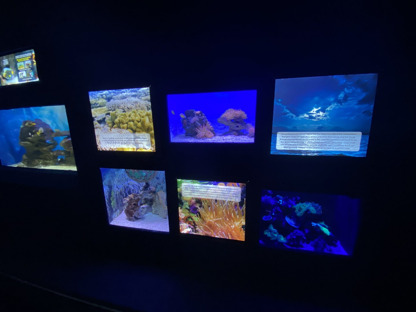 Wall of aquariums