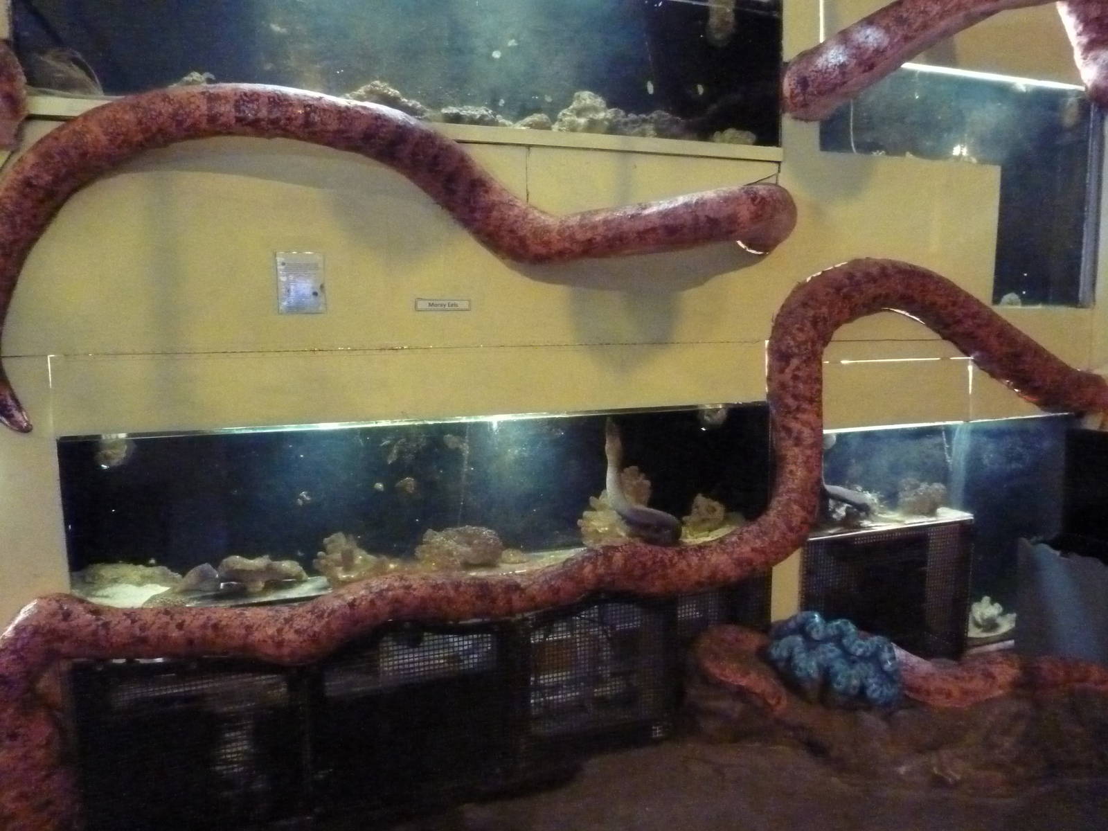 Wall of Eels