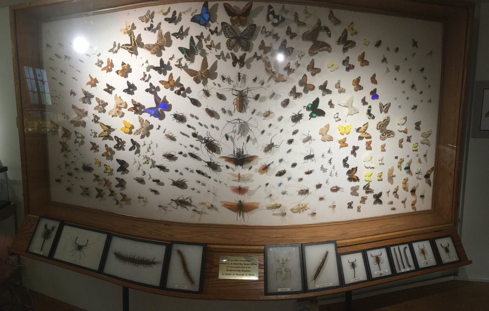 Wall of Insects