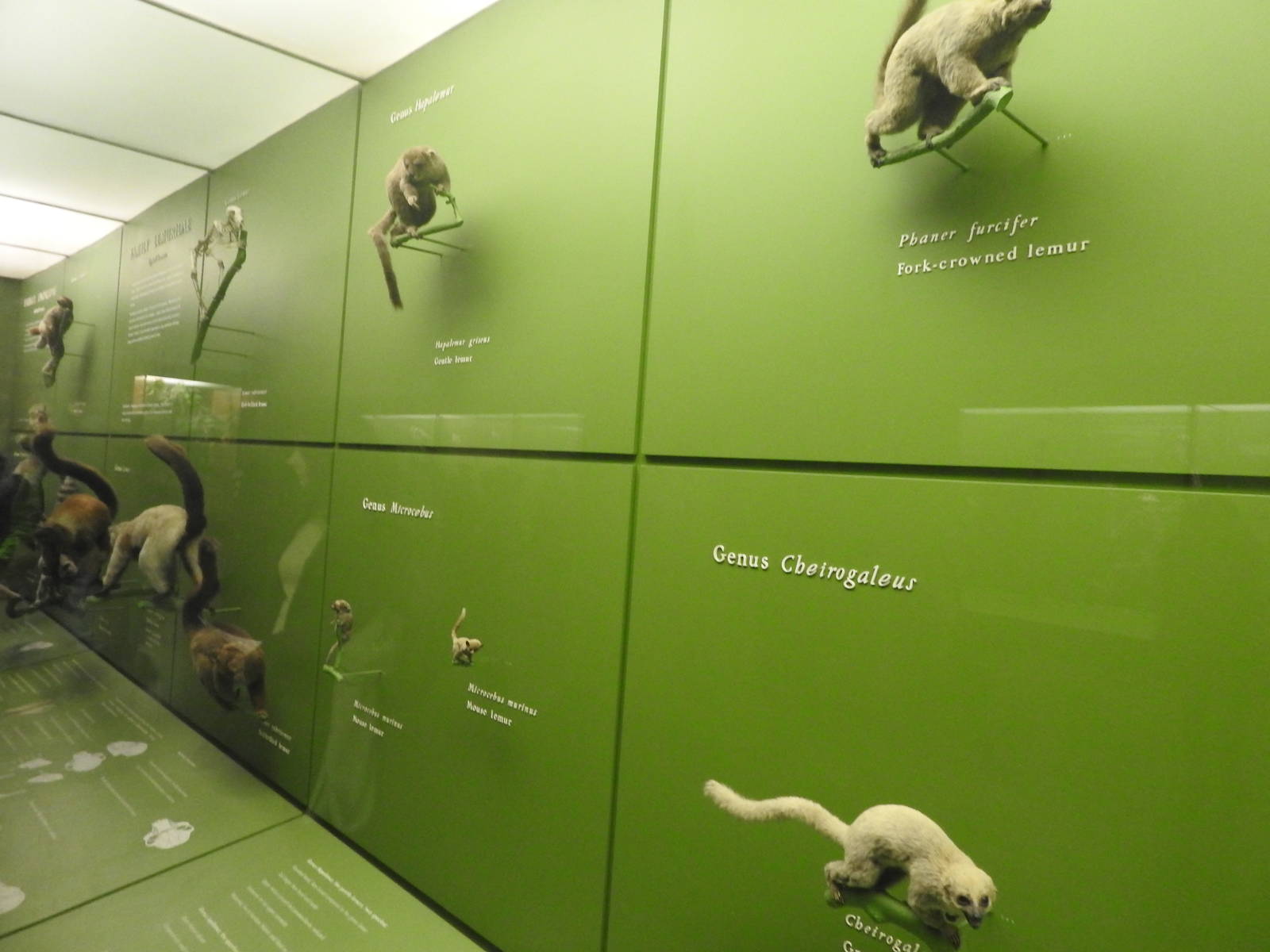 Wall of Primates