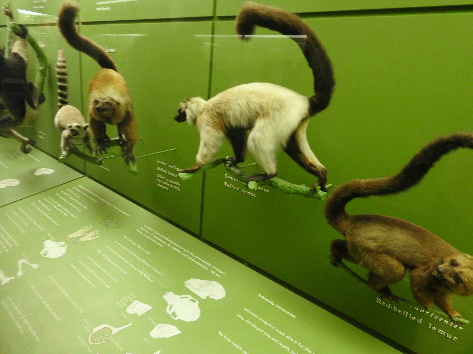 Wall of Primates