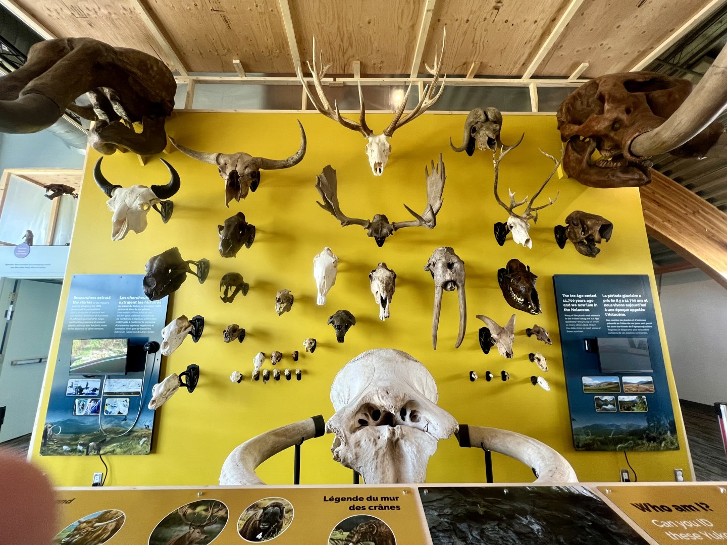 Wall of Skulls discovered in the Yukon