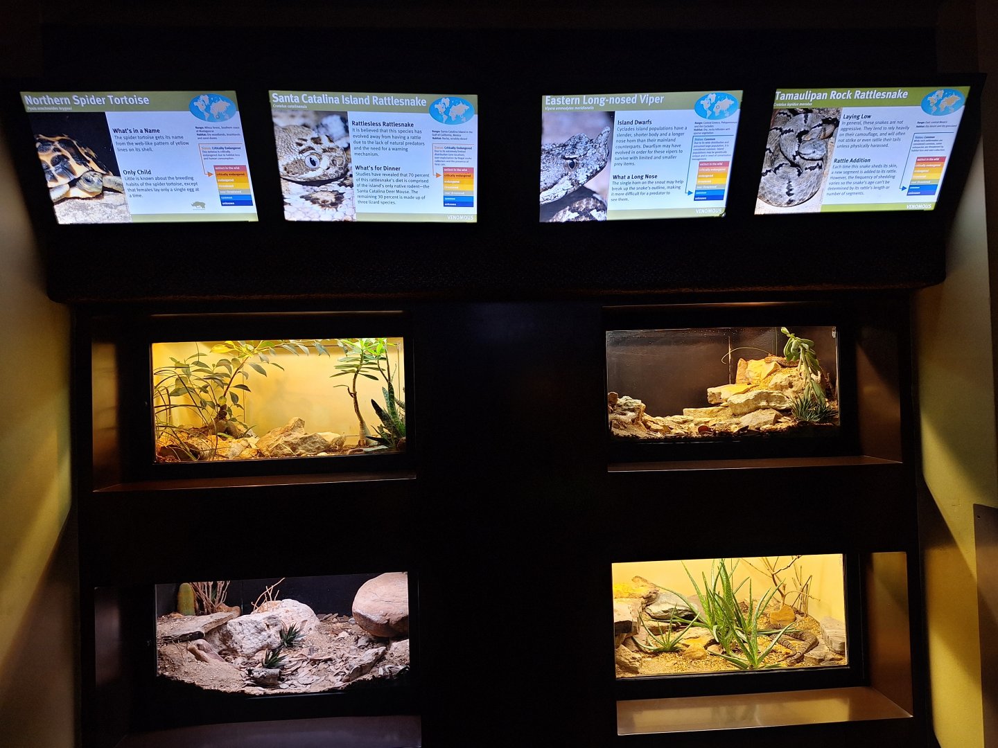 Wall of small terrariums