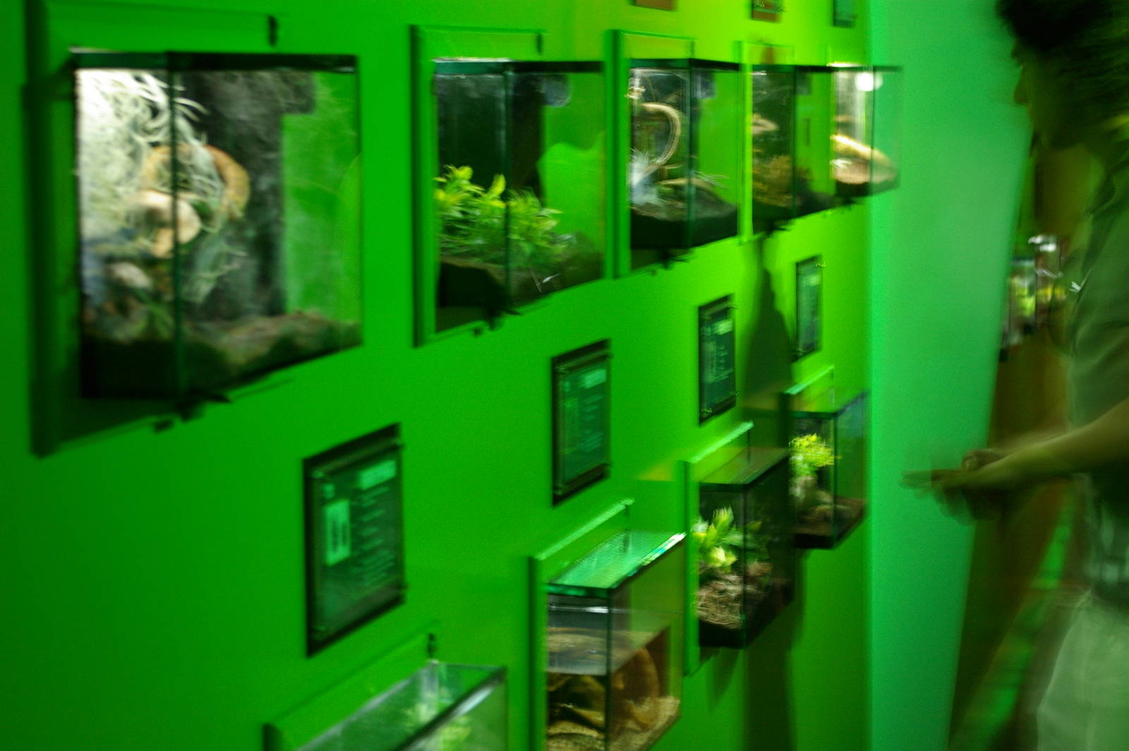 wall of tiny display tanks