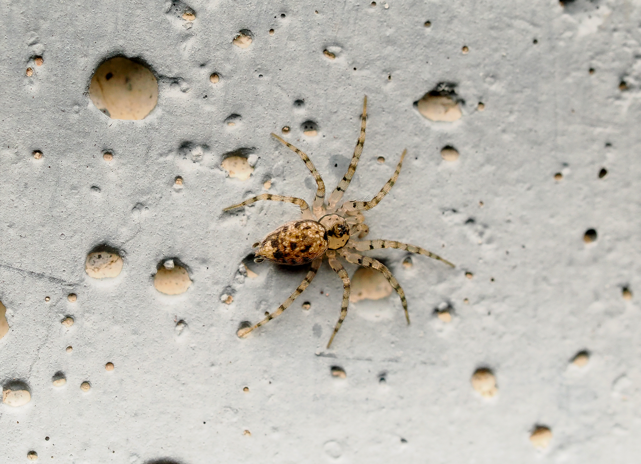 wall spider, Oecobius sp.