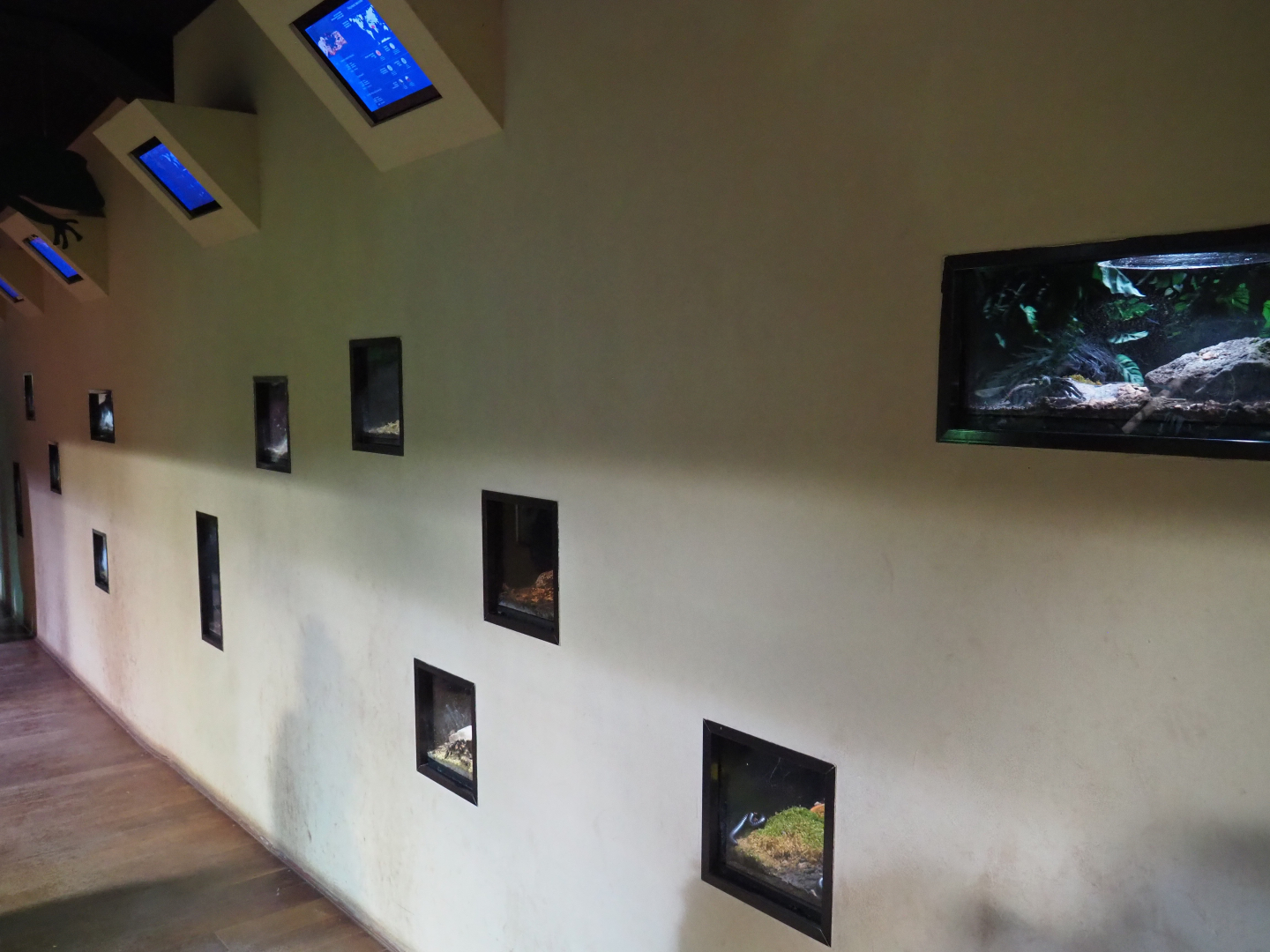 Wall with invertebrate terraria, 2019-10-04