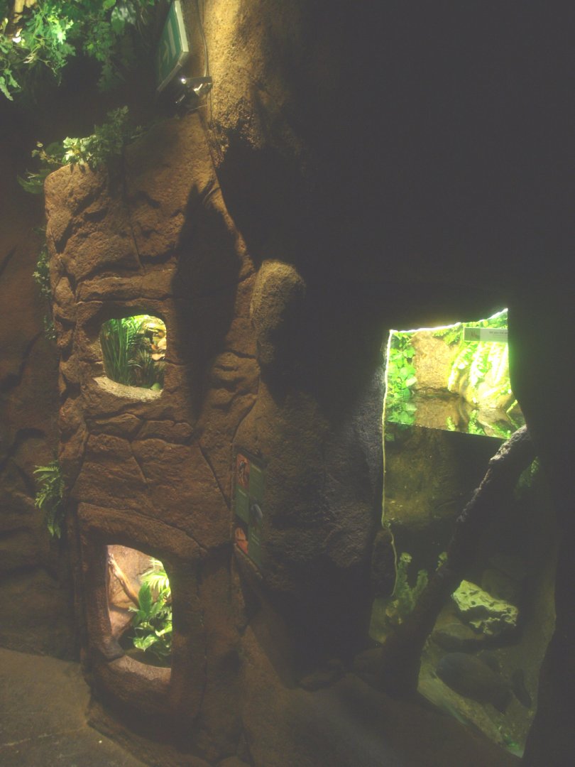 Wall with terrariums and red-bellied piranha exhibit, 2017-02-06