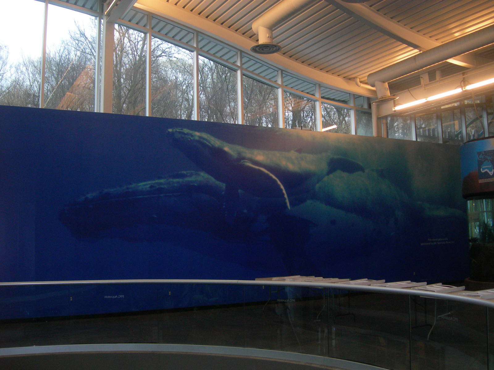 wall with whale picture