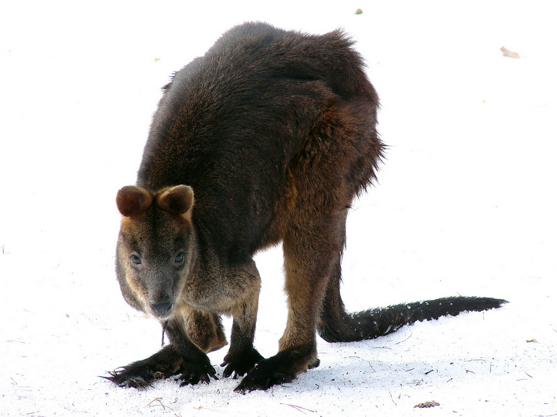 Wallabia bicolor bicolor  / Swamp wallaby (male Napoleon)