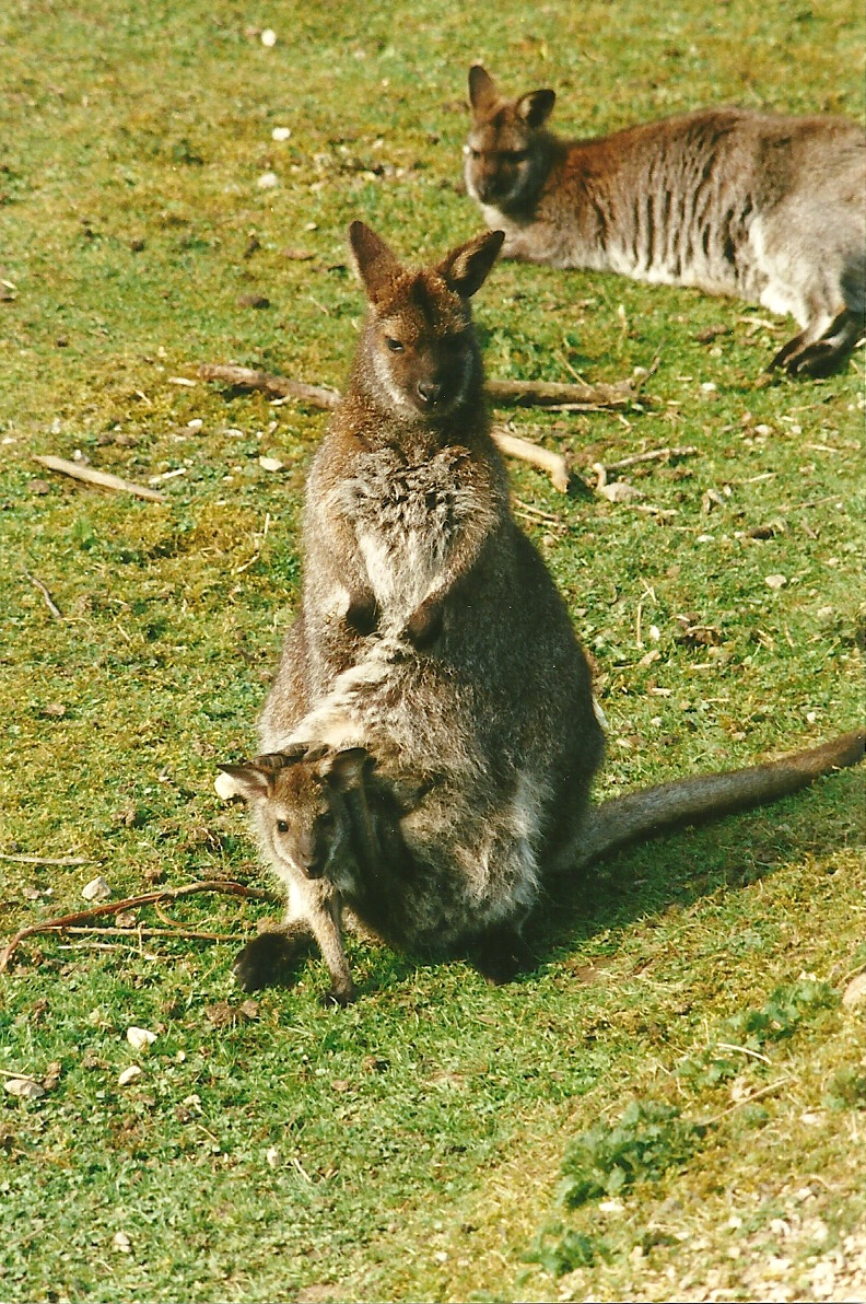 Wallabies 1st April 2000