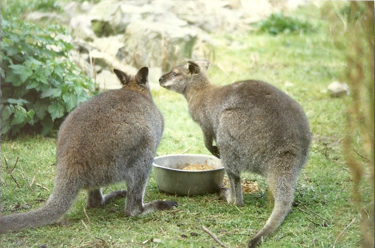 Wallabies 30th October 1997