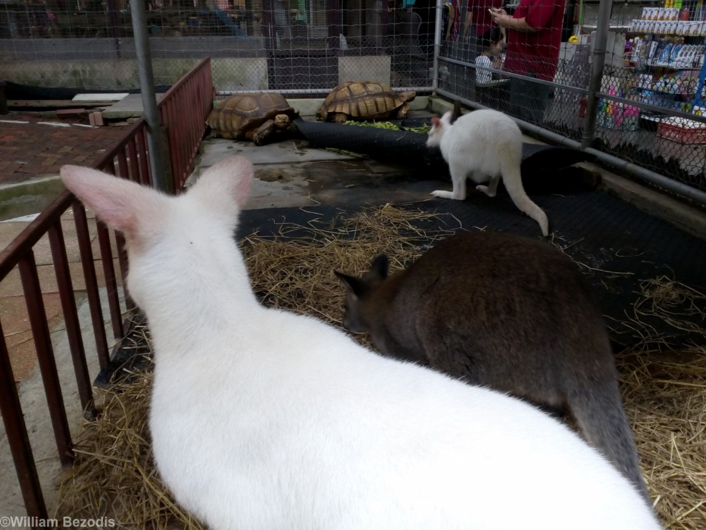Wallabies and Tortoises at a Temple
