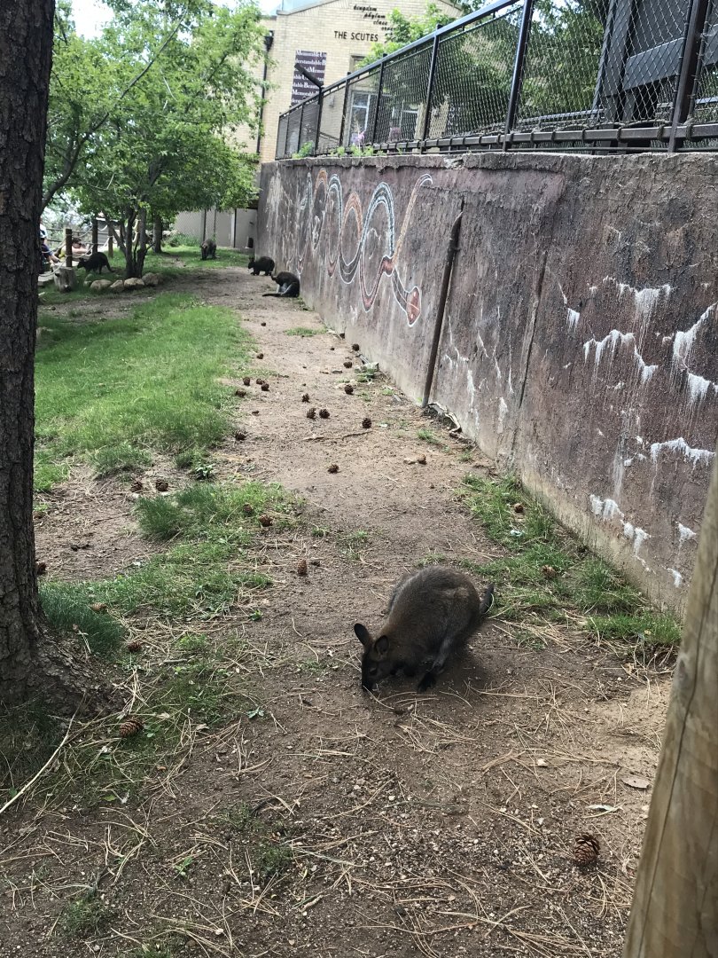 Wallabies at Cheyenne Mountain Zoo