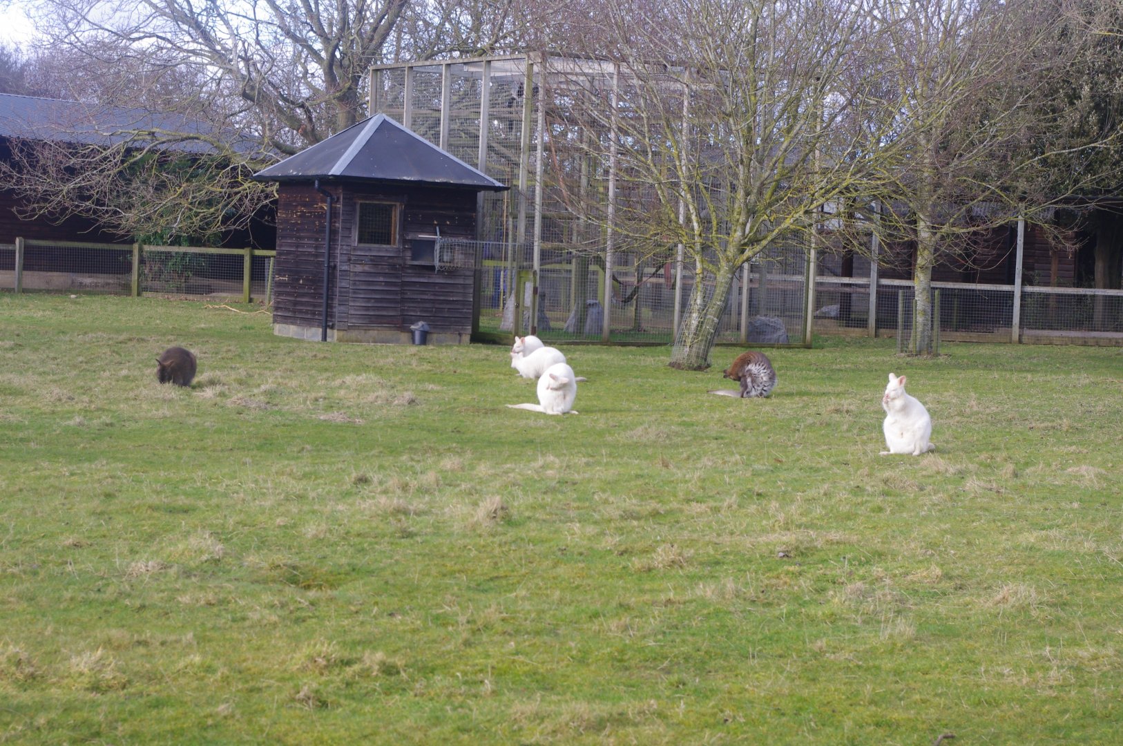 Wallabies- Hamerton Zoo Park 6/3/2022
