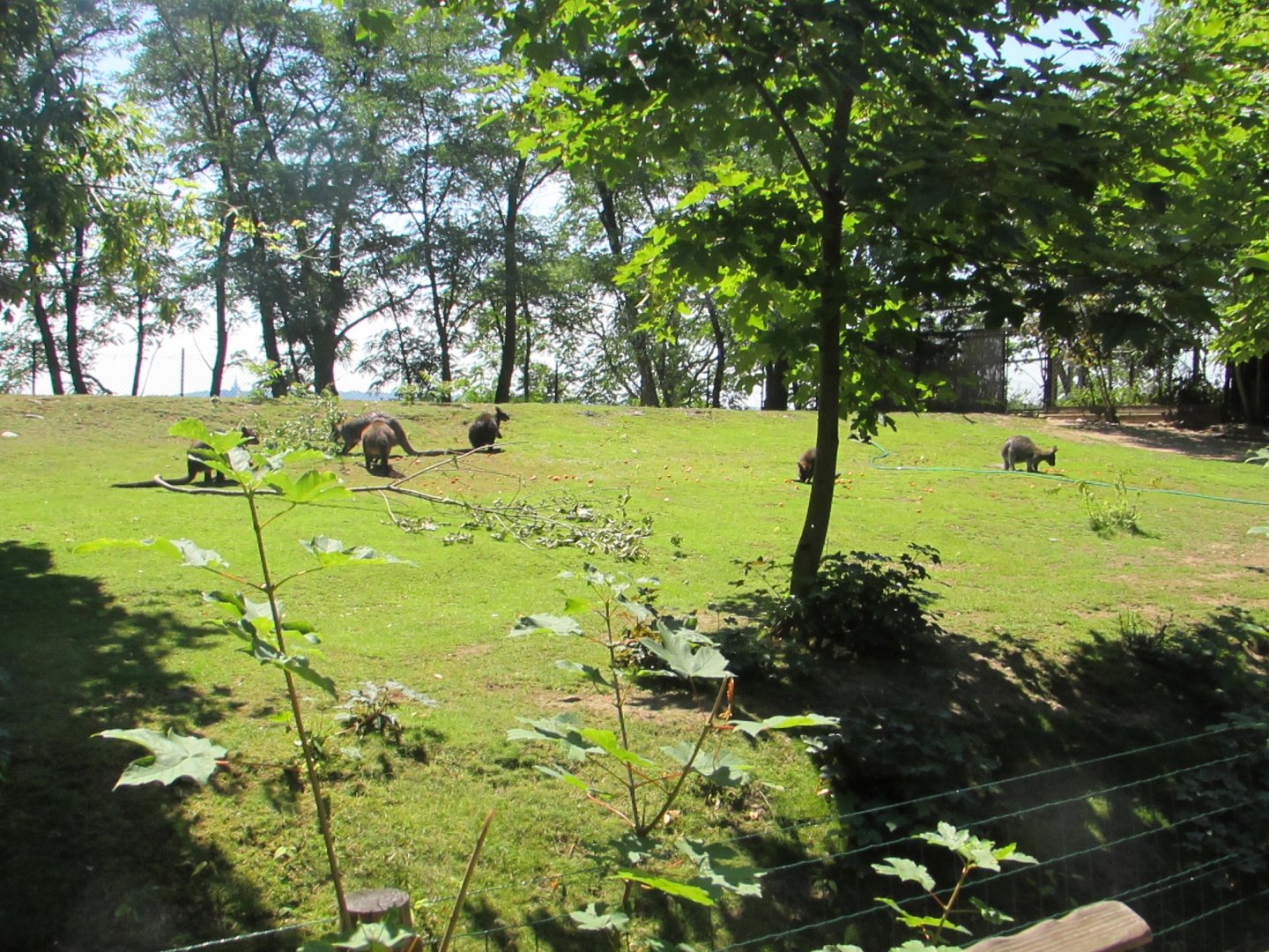 Wallabies - July/2017