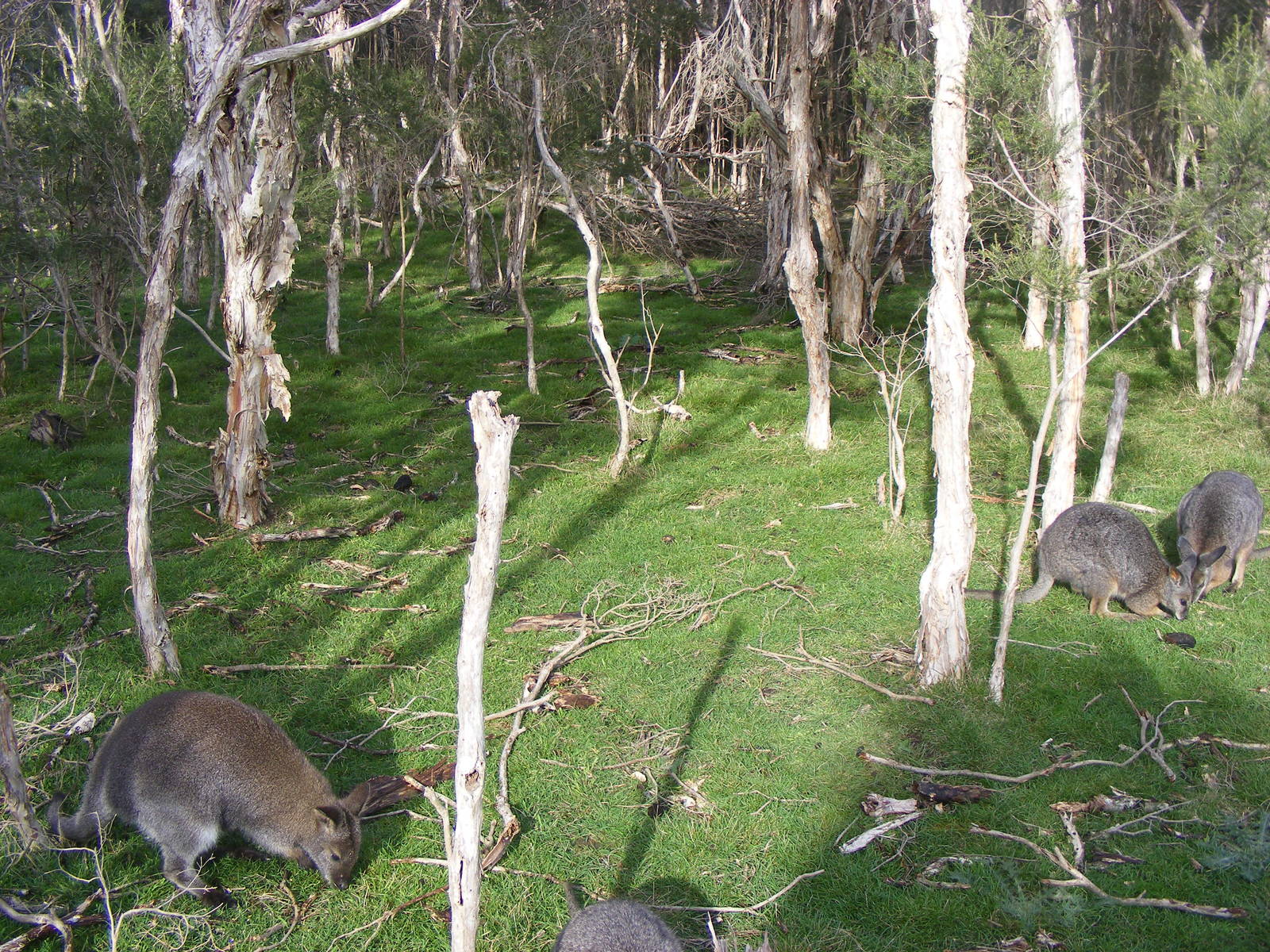 Wallabies - June, 2010