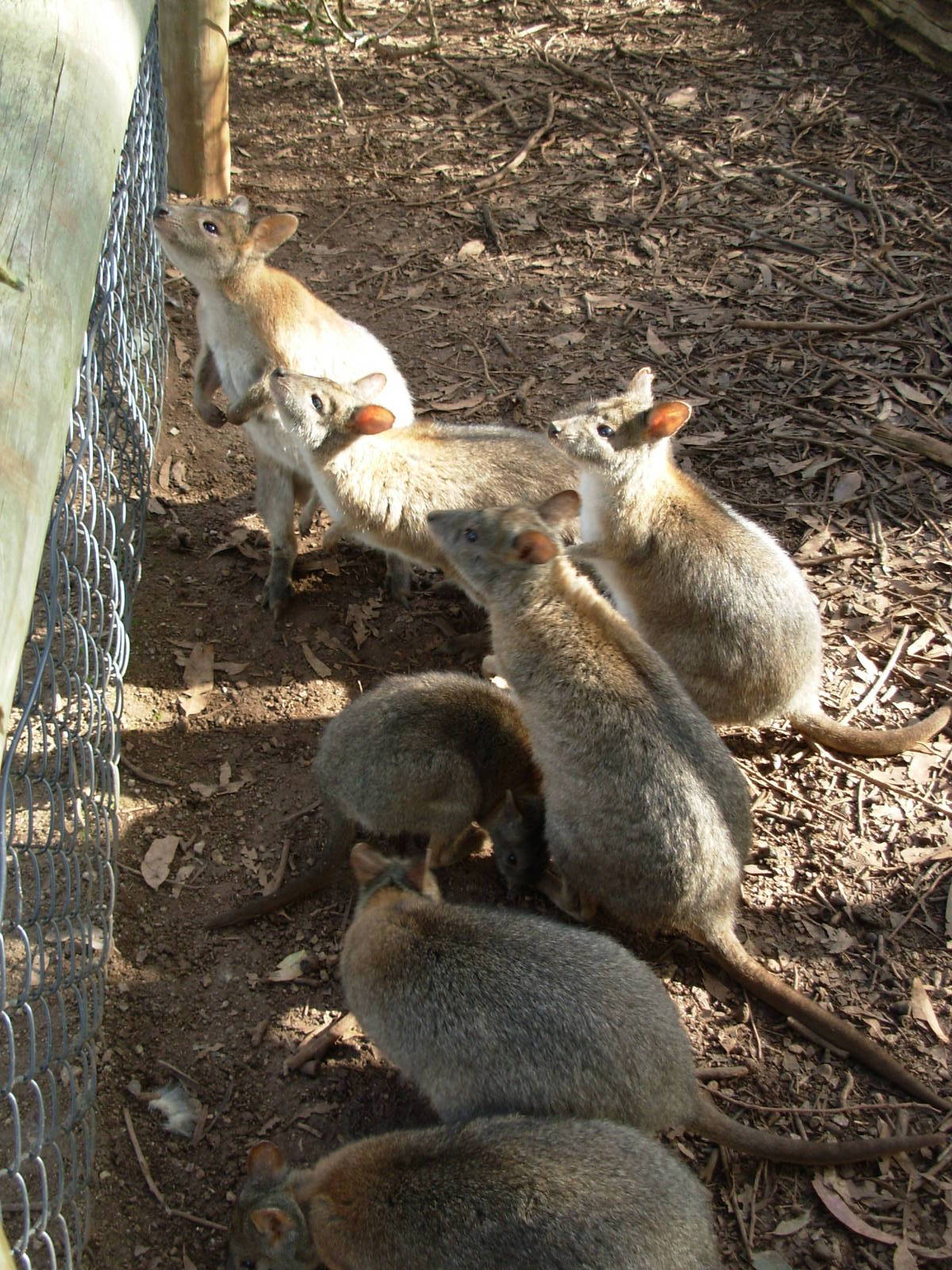 Wallabies - Phillip Island Wildlife Park