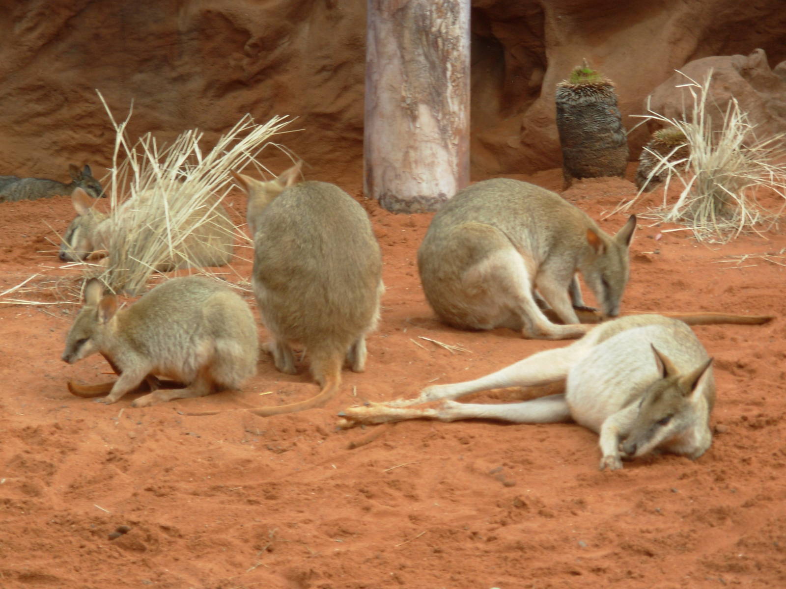 Wallabies - Sydney Wildlife World