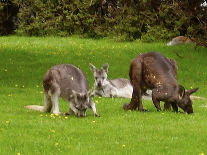 Wallabies.