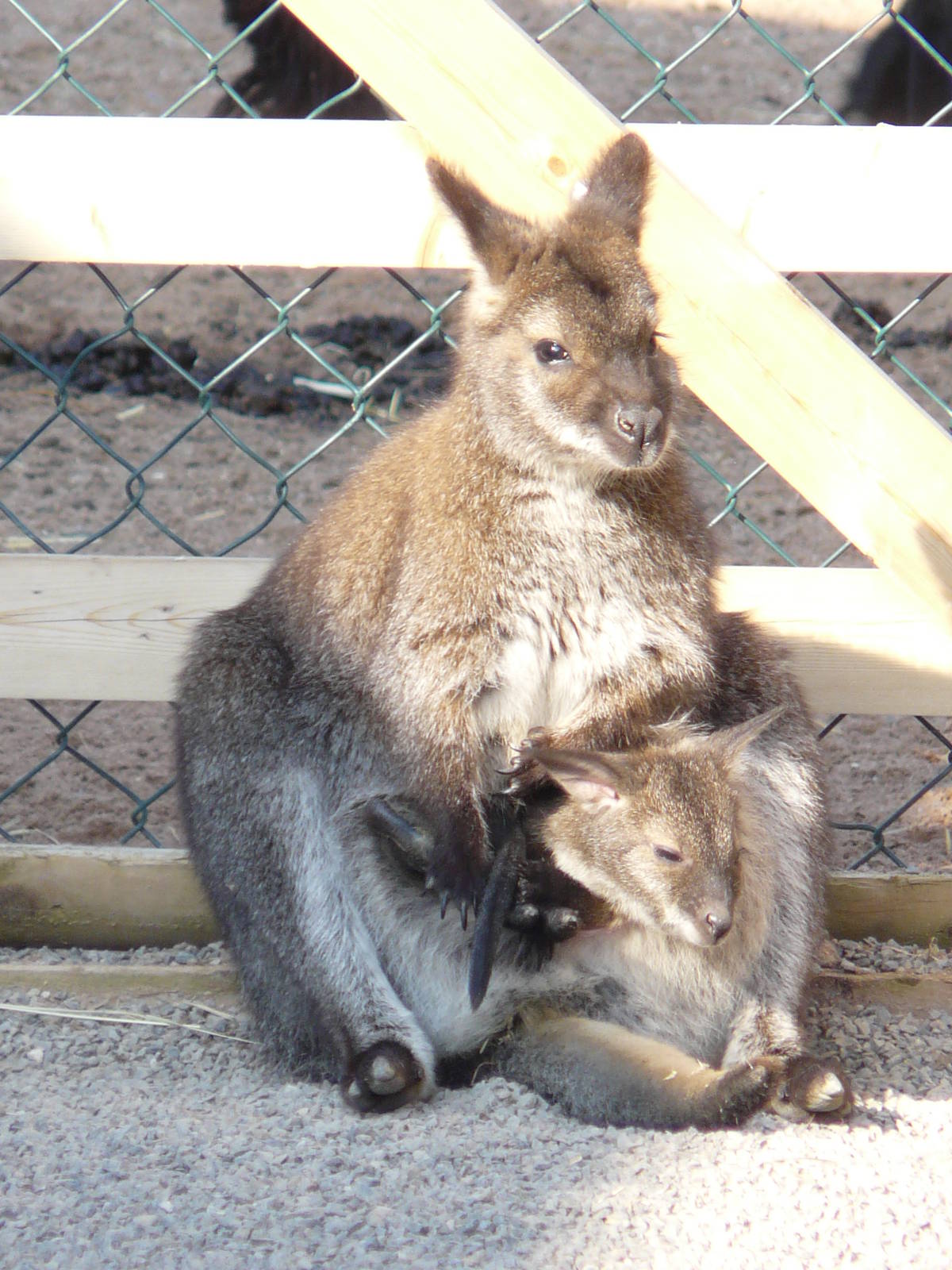 Wallabies