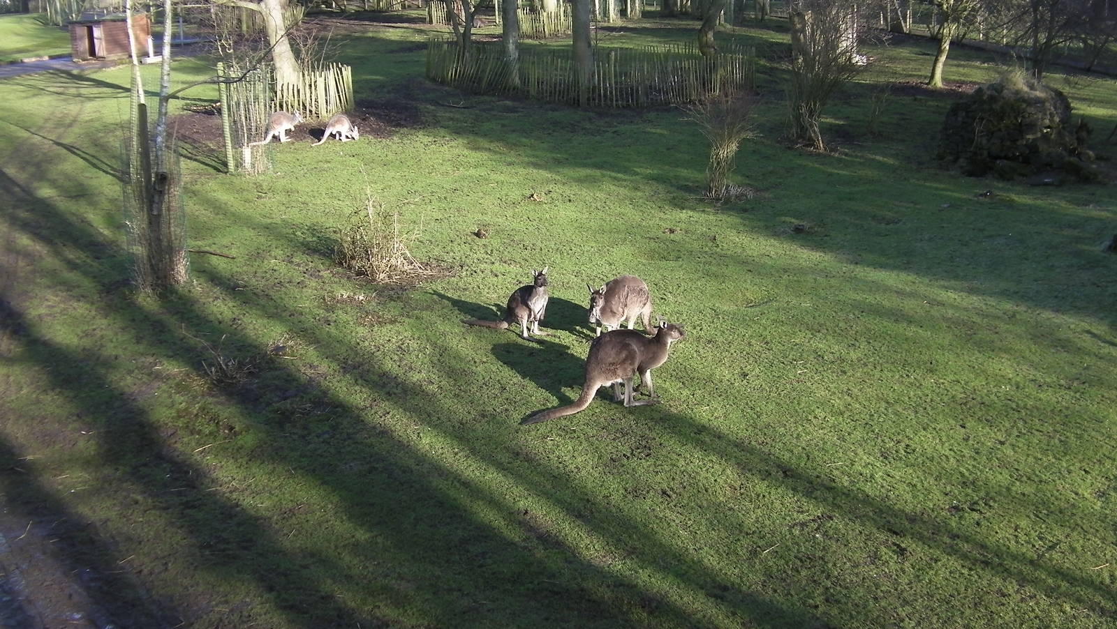 Wallaby - 09.02.2013