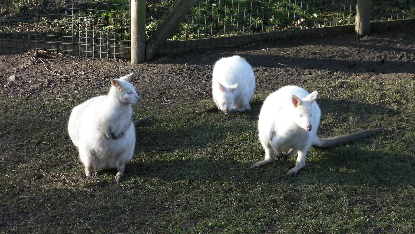 Wallaby - 09.02.2013