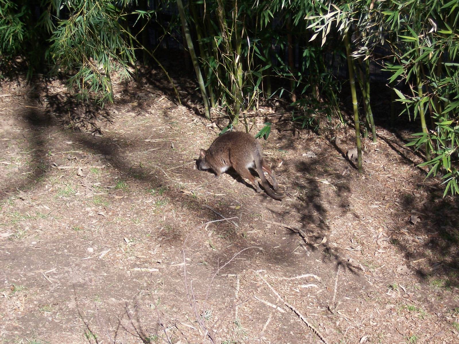 Wallaby 2007