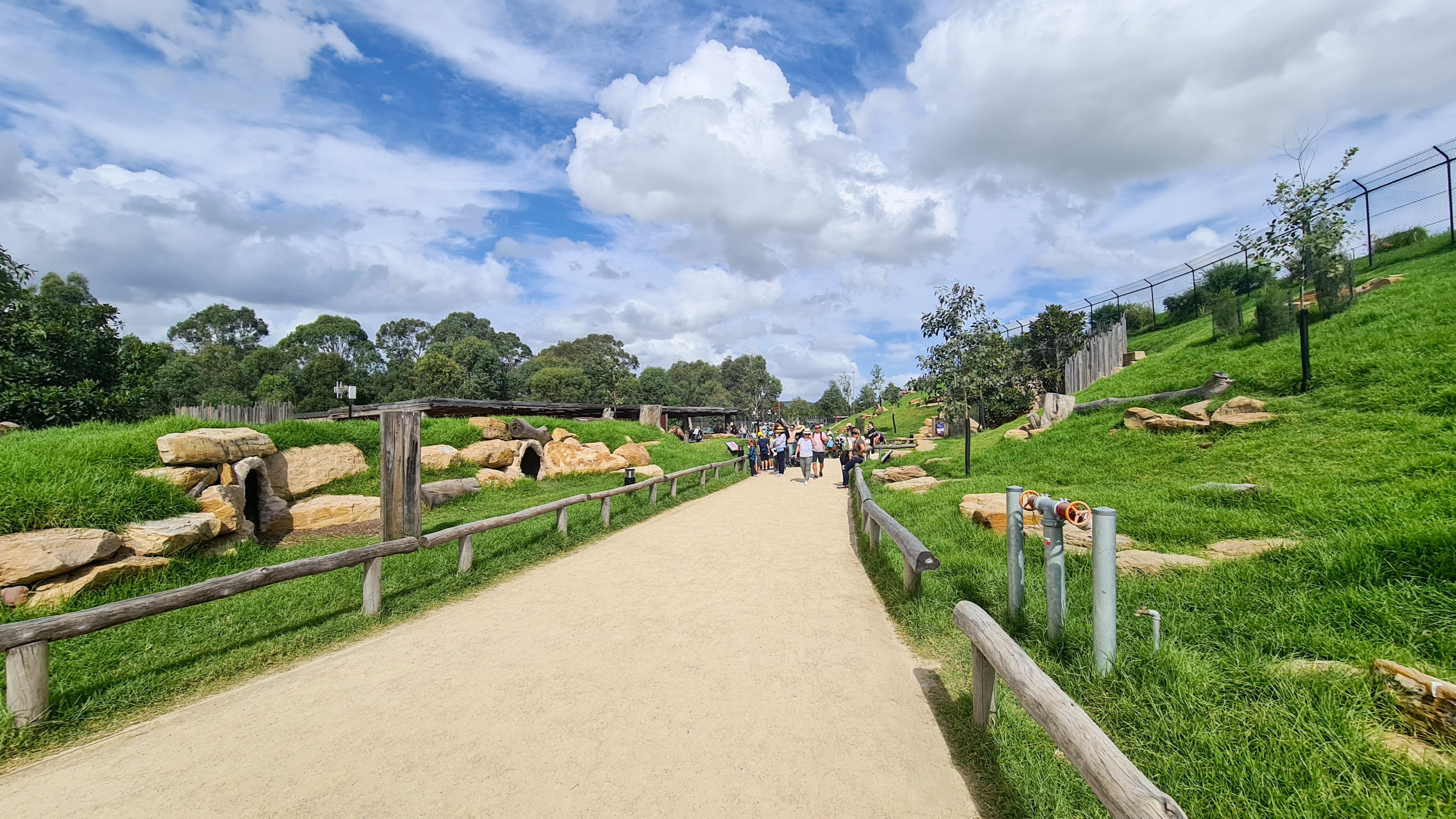Wallaby alley - free roaming wallabies