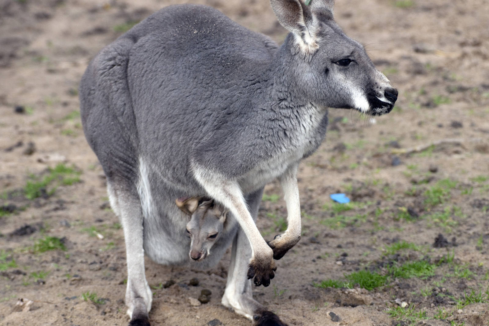 Wallaby &amp; baby