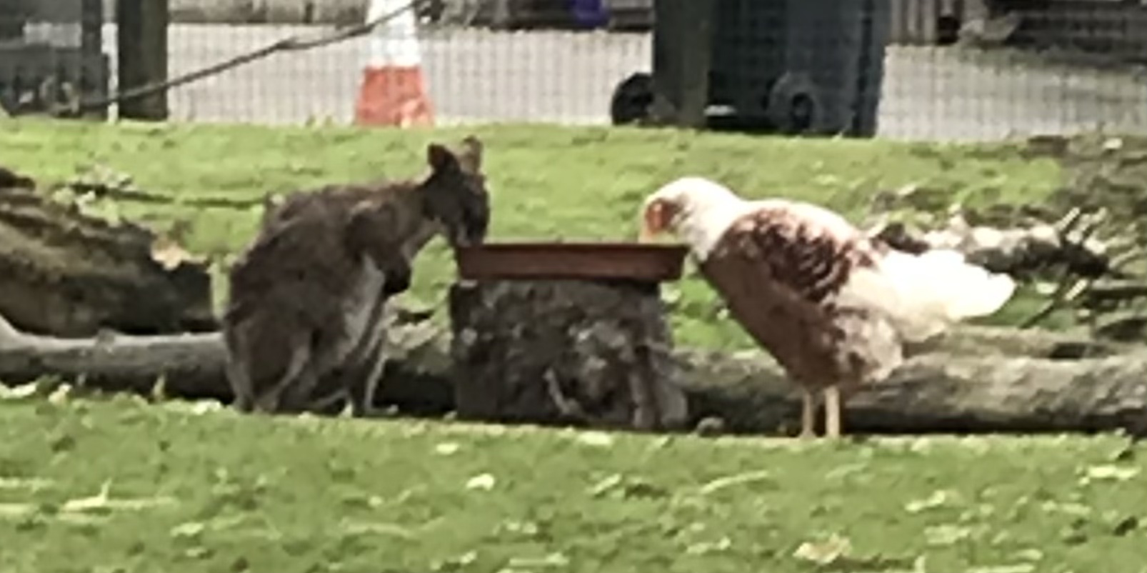 Wallaby and chicken eating together