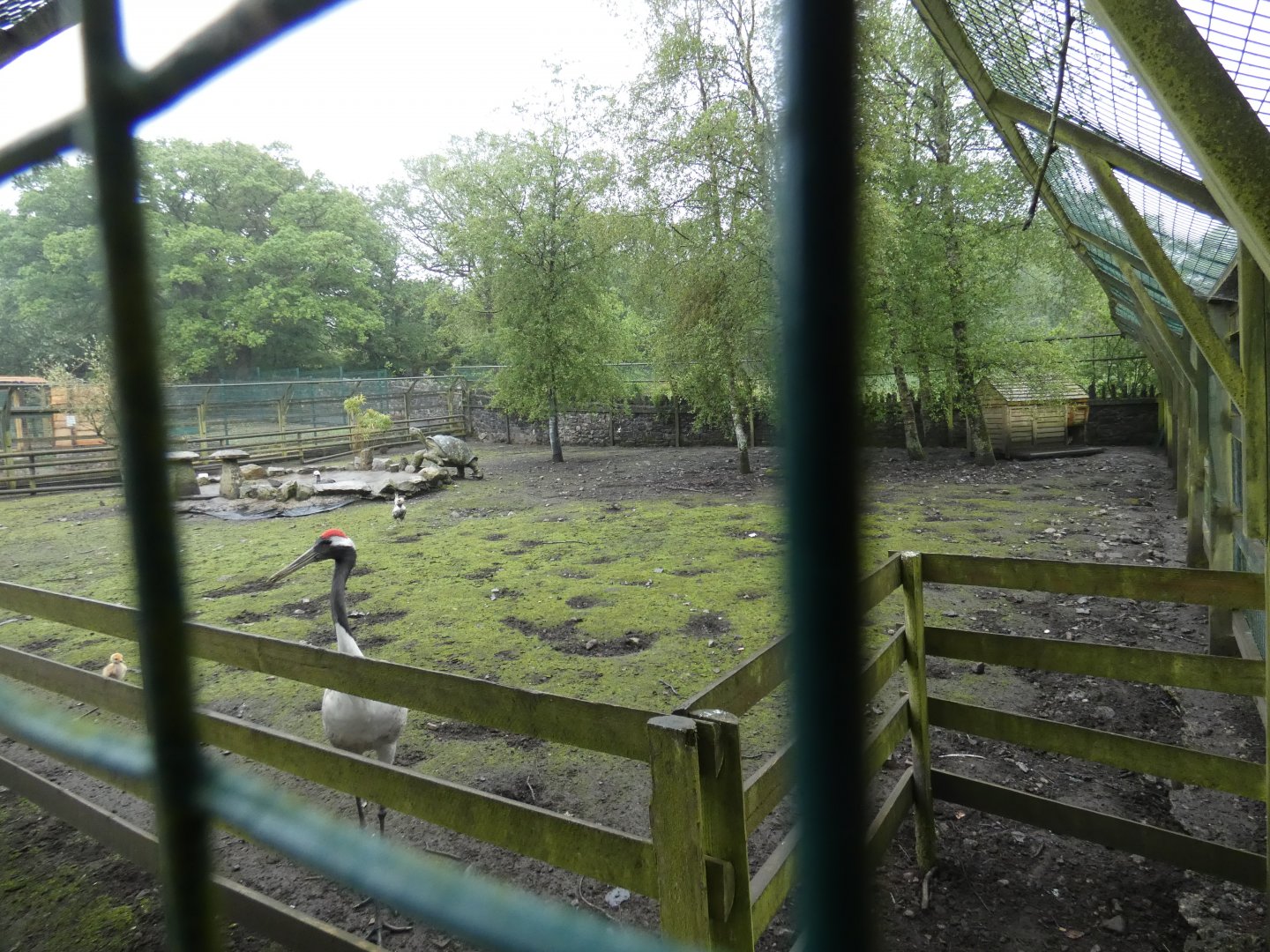 Wallaby and crane paddock (Pen-y-cae Inn Zoo)