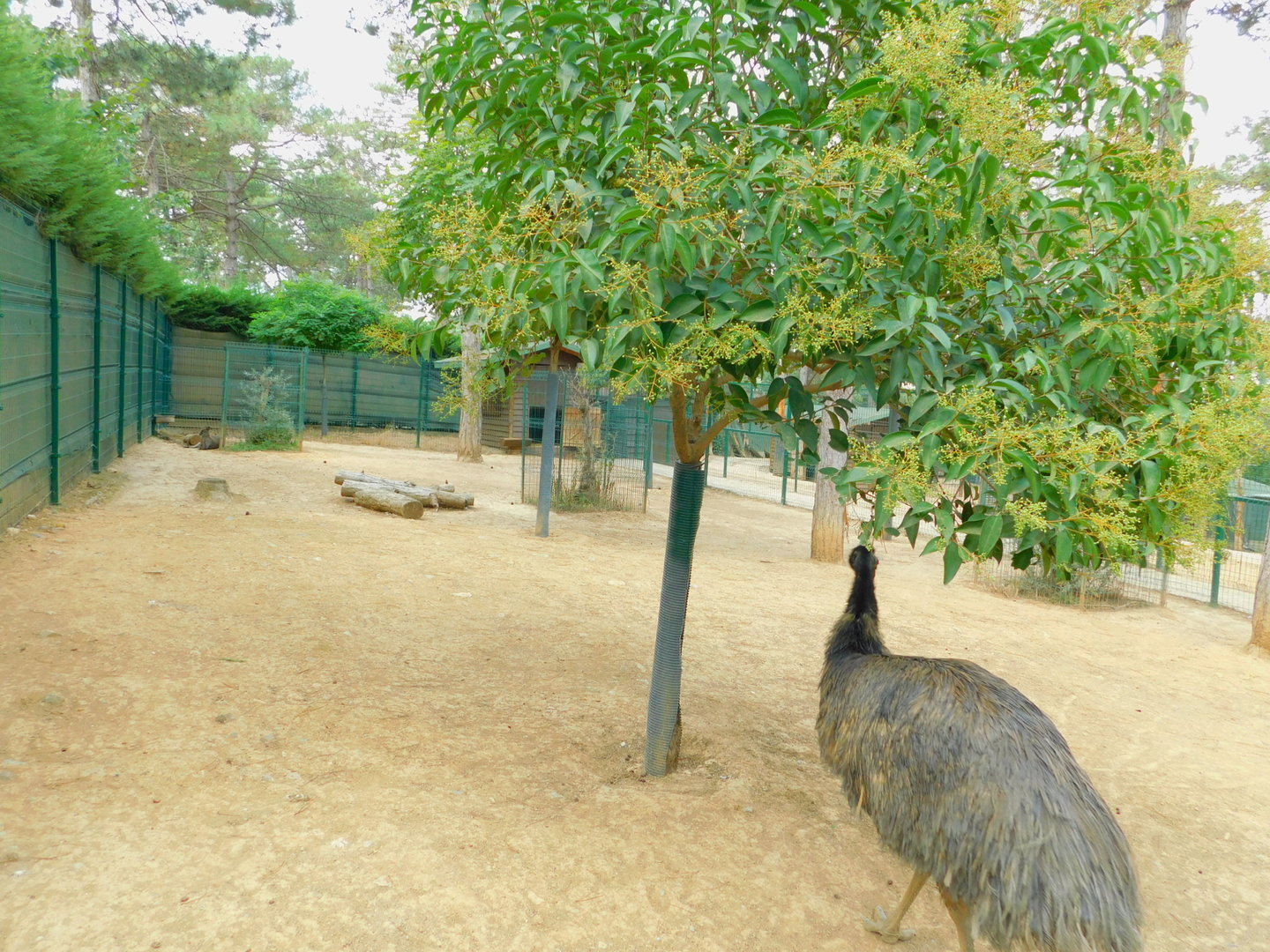 Wallaby and Emu Enclosure at Park of Istanbul