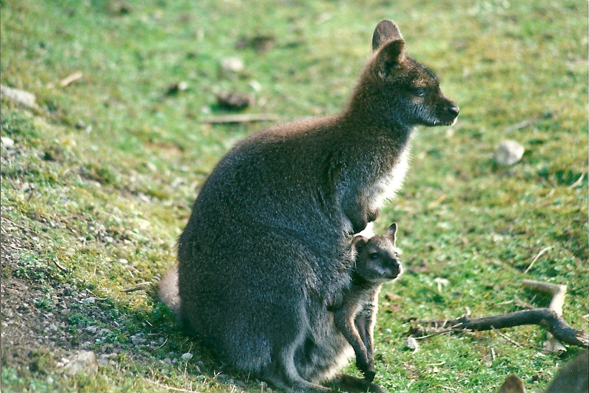 Wallaby and joey 11th March 2000