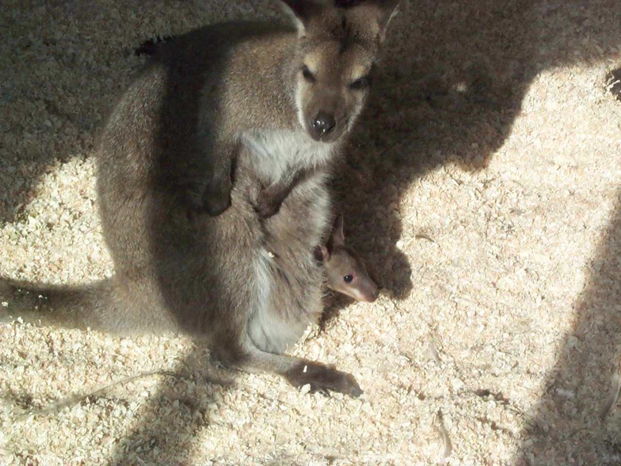 Wallaby and joey April 2000