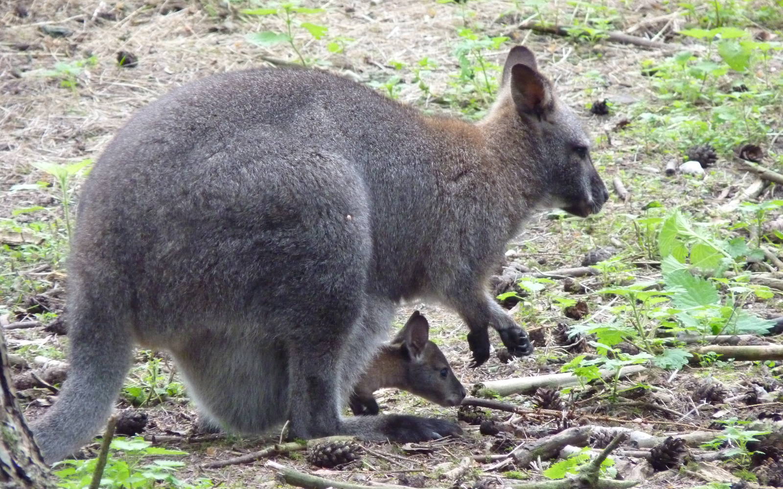 Wallaby and Joey