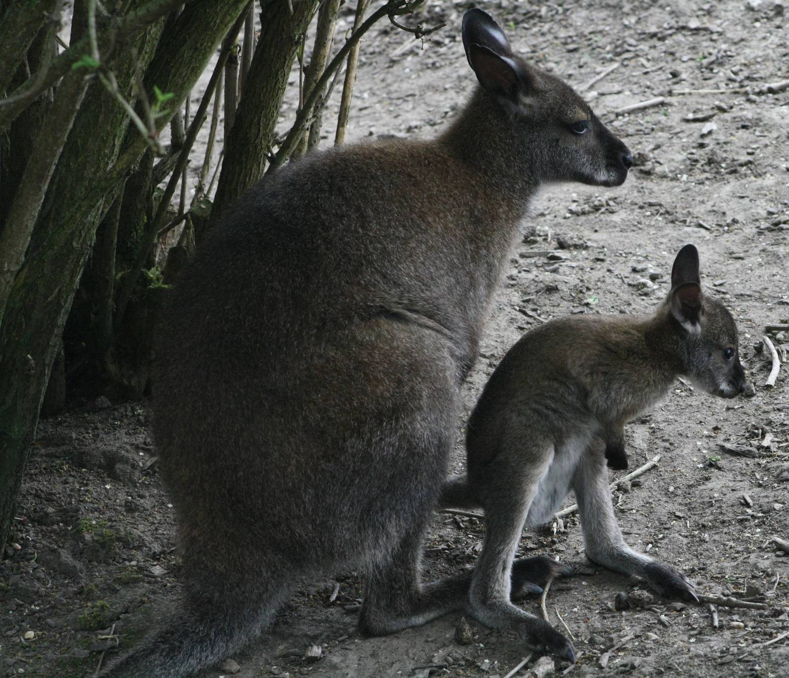 Wallaby and Joey.