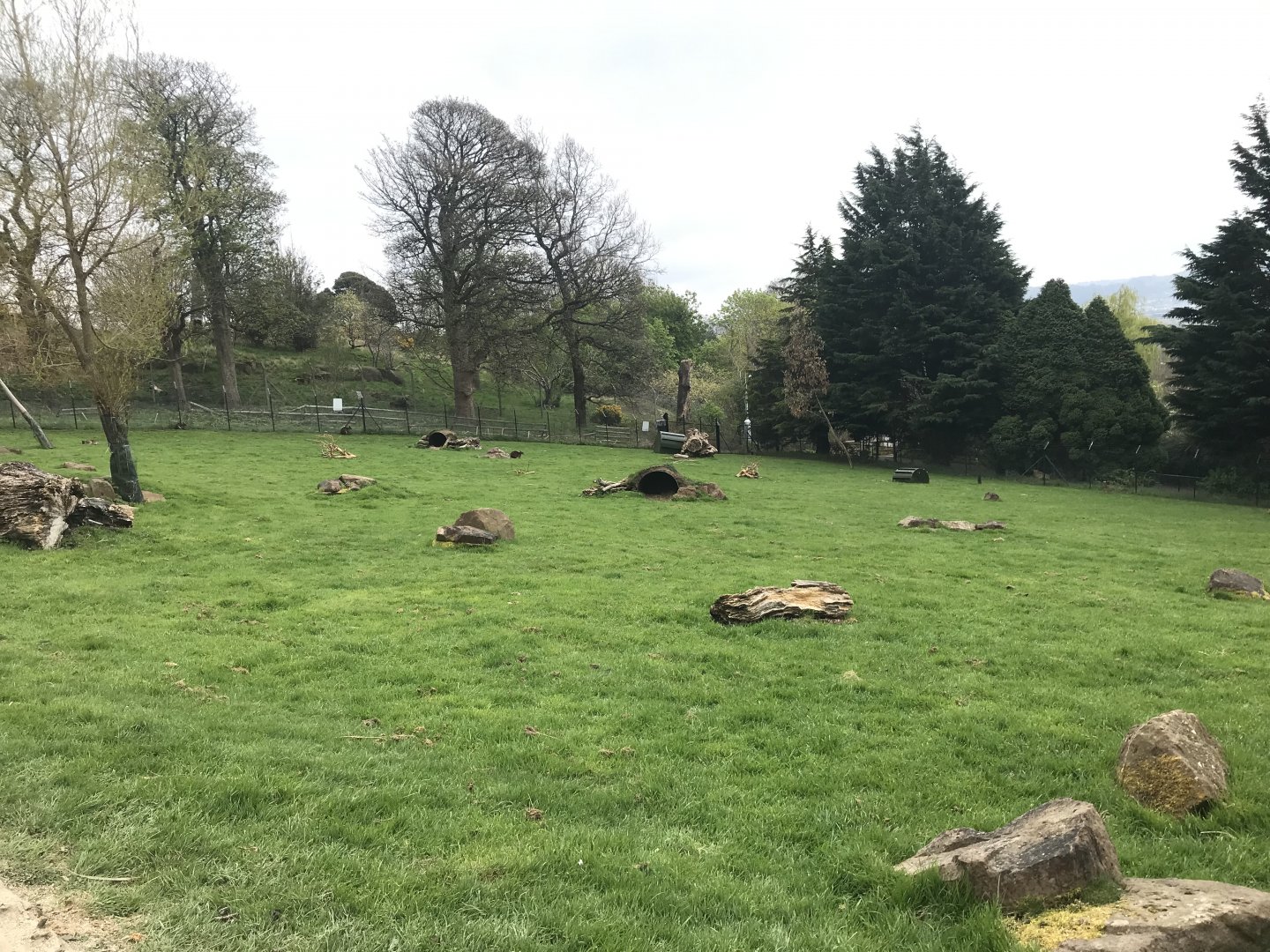 Wallaby and kangaroo enclosure (4)