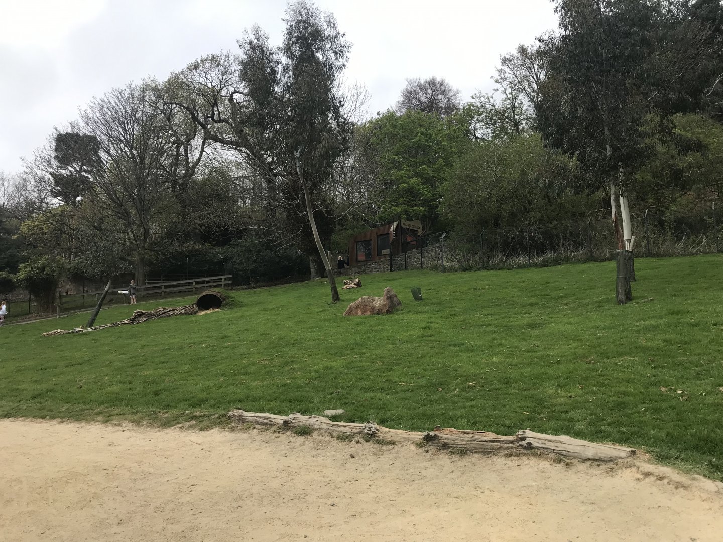 Wallaby and kangaroo enclosure (5)