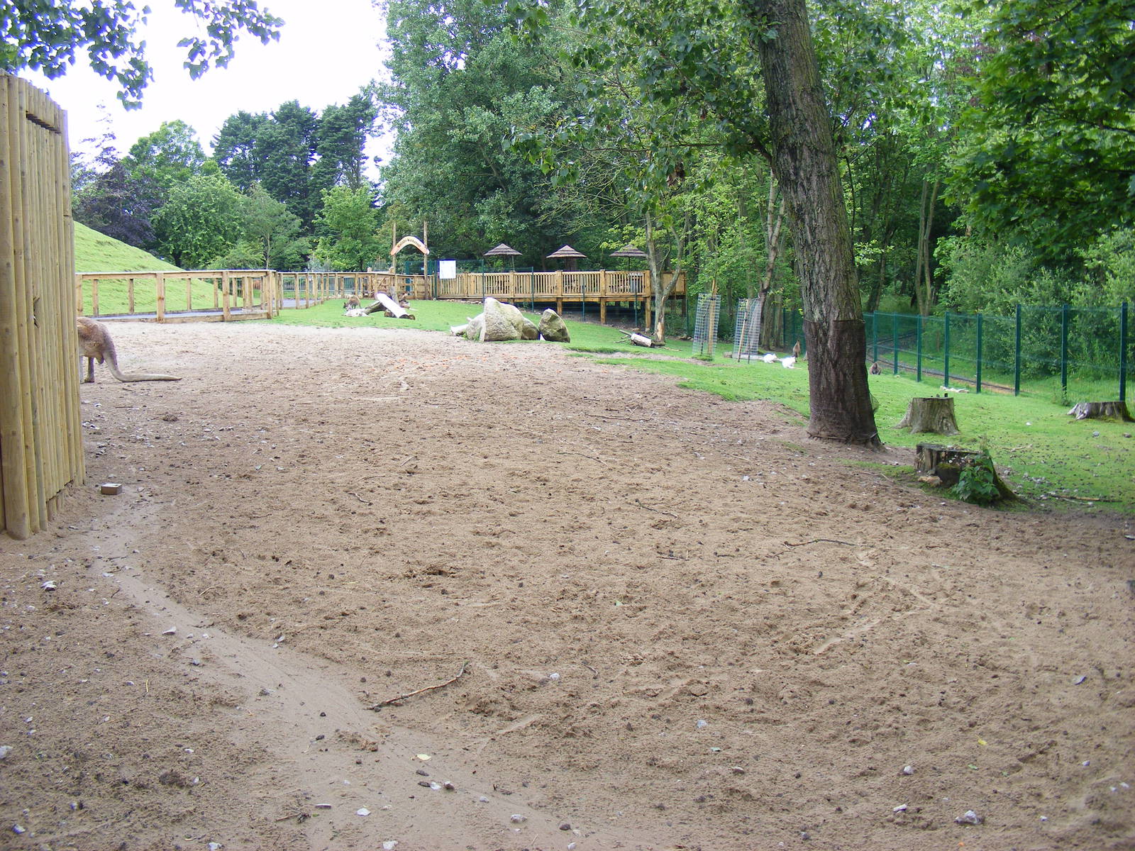 Wallaby and kangaroo walkthrough at Blackpool Zoo, 13 June 2011