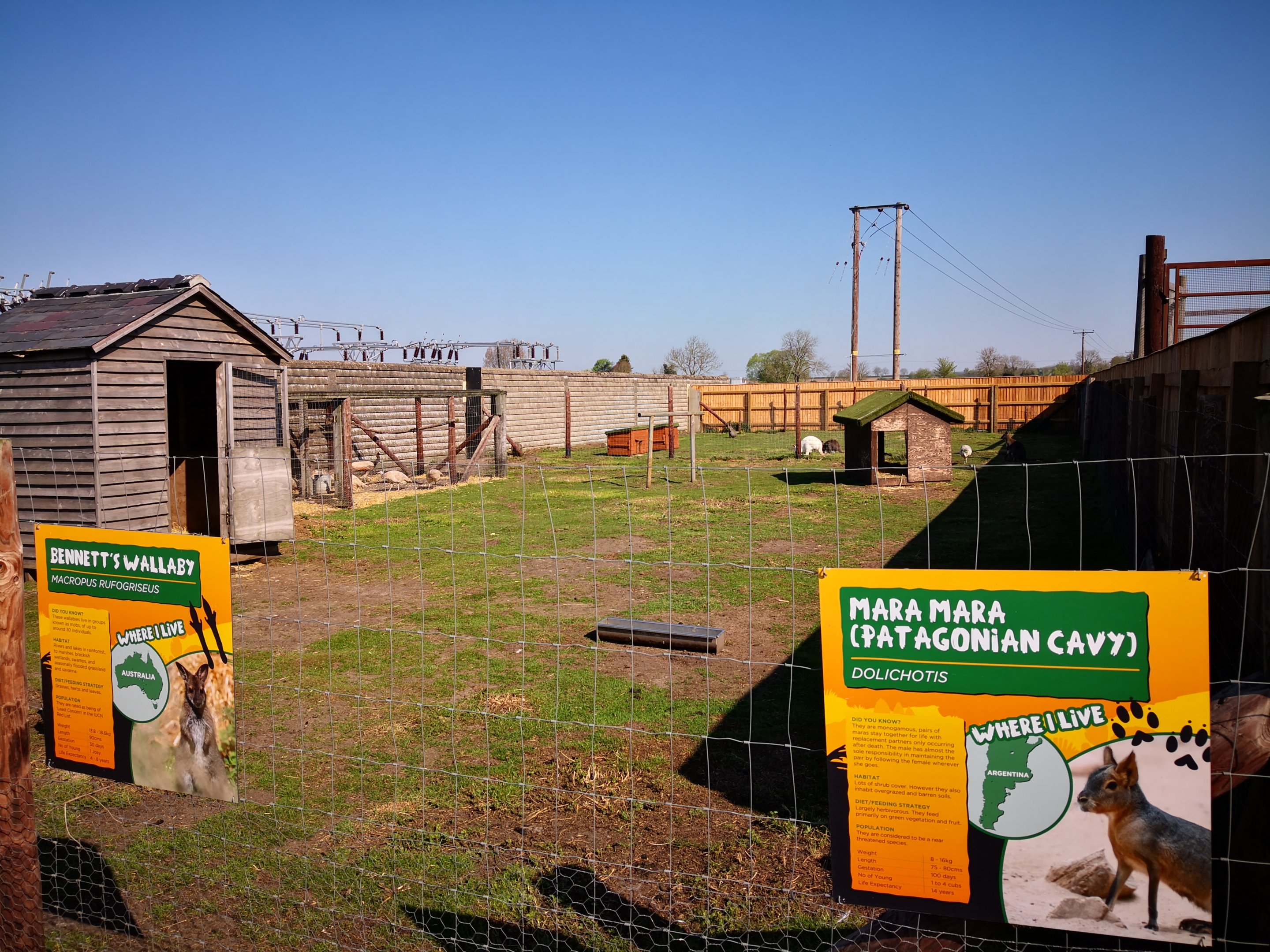 Wallaby and Mara exhibit