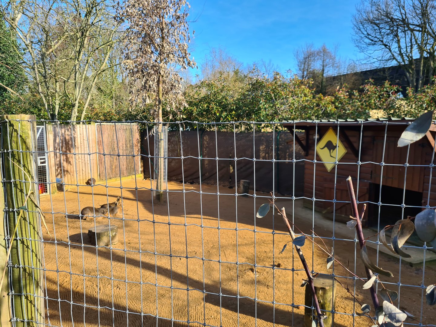 Wallaby and Mara Exhibit