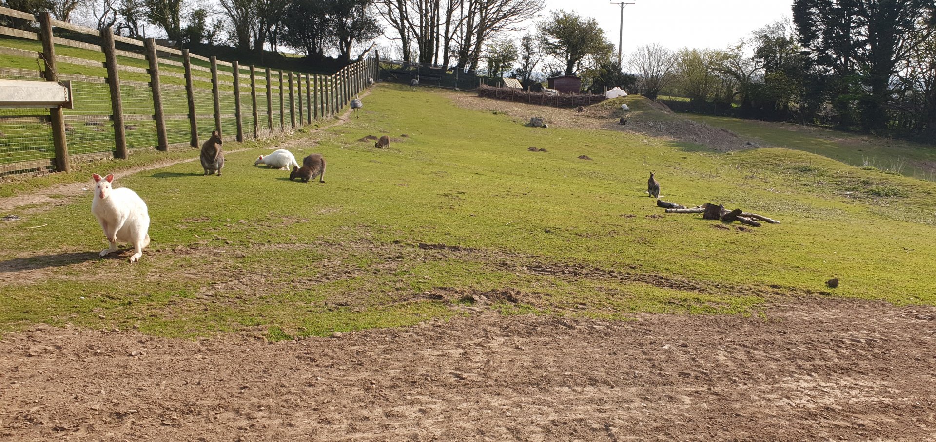 Wallaby and rhea paddock
